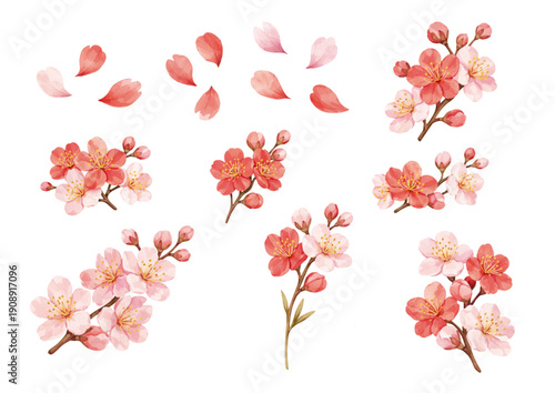 梅・桜風の花の水彩イラストセット   春・和風・入学卒業素材