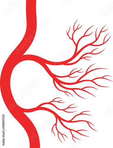 Human stomach blood vessels illustration red artery tree digestive anatomy medical vector isolated on white background design element