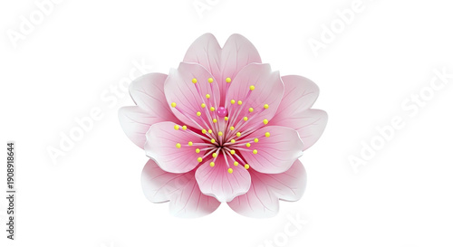 Pink Cherry Blossom Flower