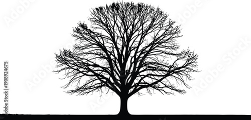 Bare Tree Silhouette on White Background