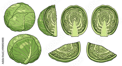 A detailed illustration of a cabbage cut into various slices and wedges on a white background