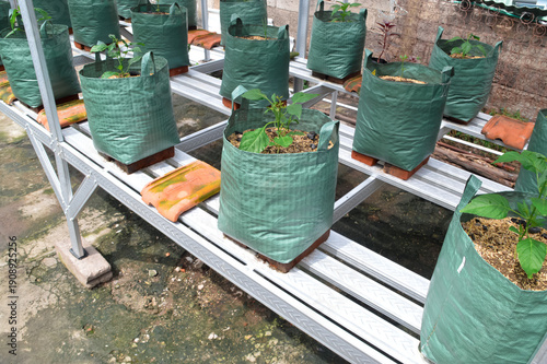An overhead perspective showing multiple green fabric planter bags filled with soil and young chili sprouts, neatly arranged on a lightweight steel frame structure in a home backyard nursery.