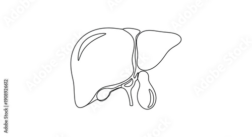 Minimalist line drawing of the human liver and gallbladder