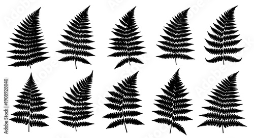 A symmetrical arrangement of nine detailed fern fronds in a stark black and white botanical illustration high quality professional modern elegant