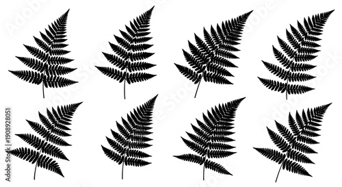 A symmetrical arrangement of eight black fern fronds against a clean white background showcasing botanical detail high quality professional