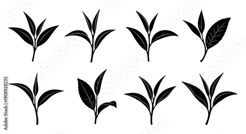 A collection of delicate black silhouettes depicting various tea leaves and foliage arrangements high quality professional detailed modern elegant
