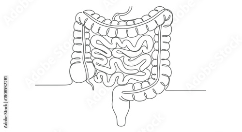 Continuous line art of human intestines on white background