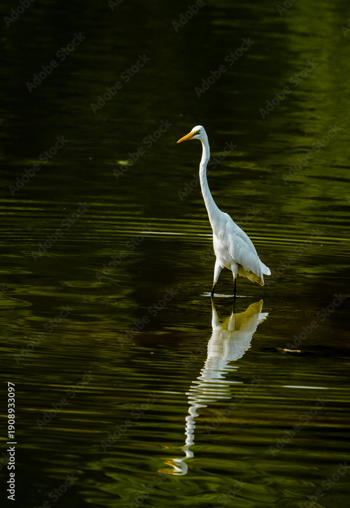 Naklejka premium Animals and Birds on Summer Lake Waterscape