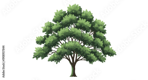 Isolated Broadleaf Tree Illustration