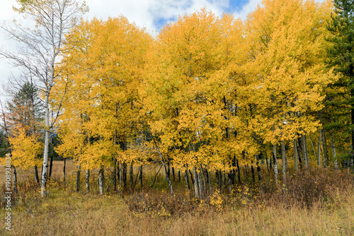 Golden Aspen Grove in Autumn Meadow Landscape