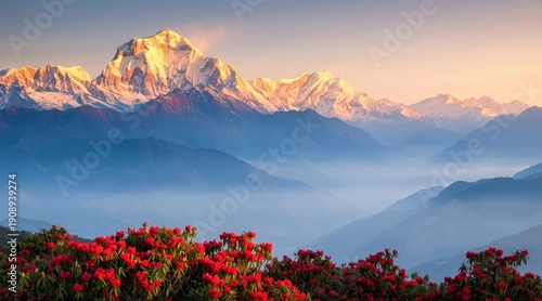 Breathtaking Sunrise, Majestic Mountains, Vibrant Rhododendrons, Nature Photography, Tranquil Landscape, Aerial View, Scenic Beauty