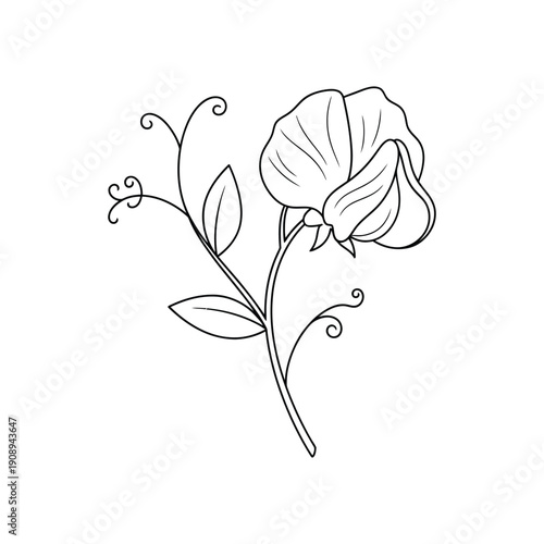 Minimalist Sweet Pea Flower Line Art Hand Drawn Botanical Bloom Design On white Background
