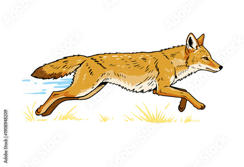 Coyote running vintage artwork for t-shirt. Wild dog spirit animal. Artwork for apparel, sticker, batch, poster. Desert fox fast speed vector design
