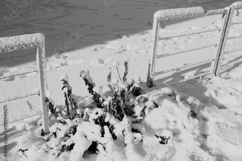 Il neige
