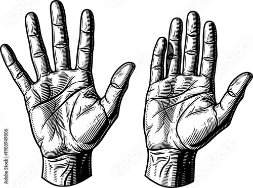 Human open palm hand illustration set, detailed black and white line art of palms and fingers, anatomical hand gesture vector design.