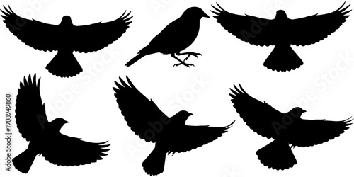 Bird silhouette set featuring crows and ravens flying with spread wings and perched on ground, wildlife nature vector illustration.
