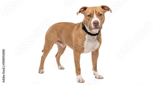 Quadro em tela a powerful american pit bull terrier, featuring a striking tan and white coat and a black collar, stands isolated on a transparent background with a commanding presence