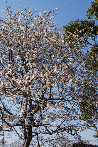 シデコブシ（Magnolia stellata）／青空に白い花が満開の木／日本埼玉県・3月