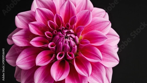 Wallpaper Mural Vibrant pink dahlia blooming in close up macro footage petals unfurling delicately against a dark background Torontodigital.ca