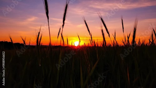Wallpaper Mural Sunset over a golden wheat field with gentle breeze swaying tall grass in warm evening light Torontodigital.ca