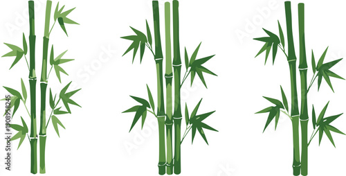 Green bamboo plant collection vector illustration set isolated on background, natural tropical foliage design elements for decoration and eco theme