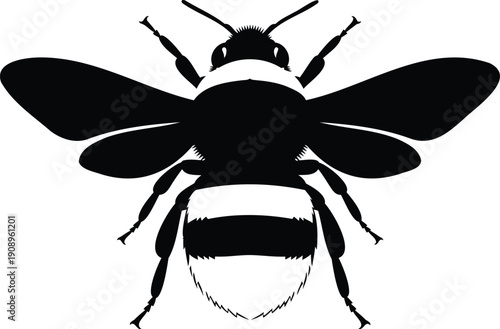 A detailed illustration of a black and white insect with distinctive wings and body segmentation
