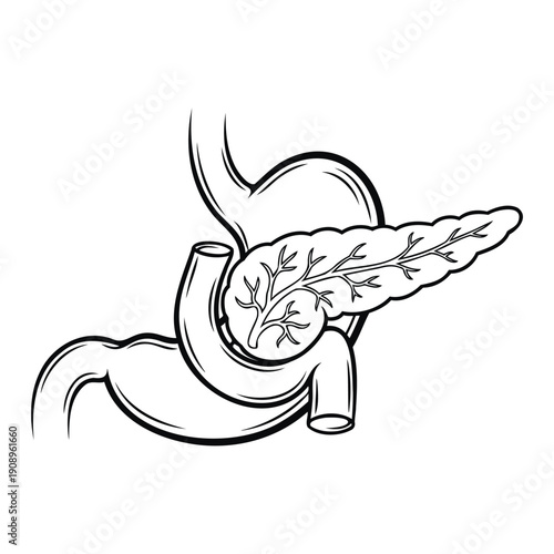 A detailed illustration of the human pancreas and its associated duct system including the gallbladder
