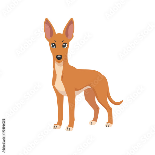Adorable Pharaoh Hound dog illustration in modern flat cartoon style, isolated on light background. Full body standing pose of a graceful sighthound breed with big pointed ears and smooth coat. Ideal 
