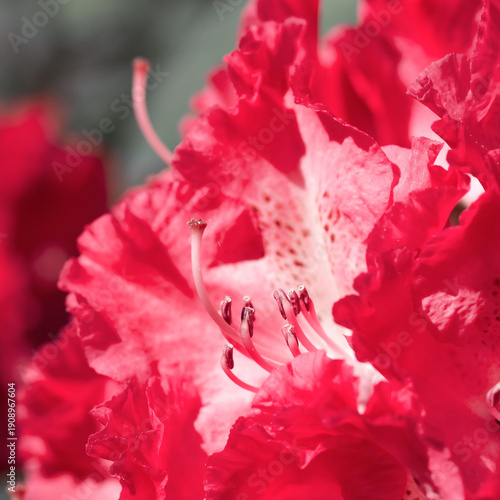 Bright Pink Rhododendron Flowers Amidst Green Foliage in Full Bloom