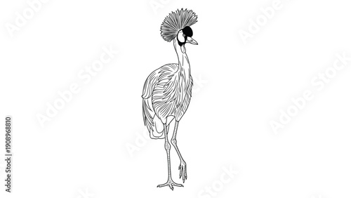 Detailed line art illustration of a grey crowned crane bird standing for nature wildlife and avian themed art.