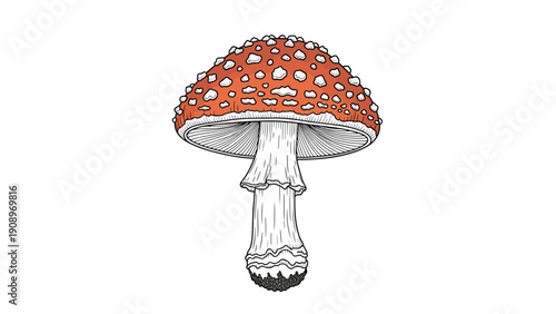 Intricate hand-drawn illustration captures the classic appearance of a red fly agaric mushroom with white spots and fine gill details.