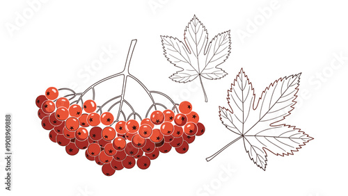 Detailed illustration of red rowan berries bunch with separate autumn leaves, botanical hand-drawn sketch for seasonal decor or print design.