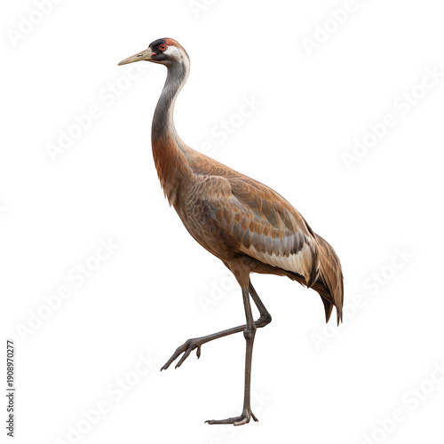 Standing sandhill crane bird with long legs isolated on transparent background