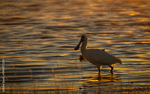 A royal spoonbill, backlit by the rising sun, wanders along in the shallow water at the shoreline of a lake as it forages for small crustaceans and fish at Lake Coolmunda in Queensland, Australia.