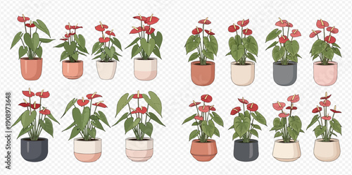 Set of potted anthurium plants with red flowers, vector illustration on transparent background.