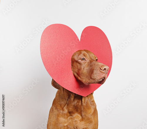 Serious vizsla dog with red heart on its head looking away on white background. Friendship, love and Valentine's day concept,copy space