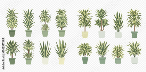 Set of various indoor potted plants with green leaves, perfect for home or office decoration.