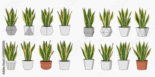 Set of potted snake plants, Sansevieria trifasciata, vector illustration of houseplant collection.