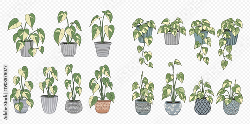 Set of potted variegated pothos plants, including hanging and upright varieties, isolated on a transparent background.