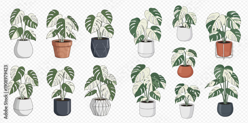 Set of potted variegated Monstera plants with white and green leaves, ideal for home decor and indoor gardening illustrations.