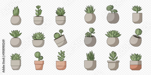 Collection of various potted succulent plants and cacti for home decoration.