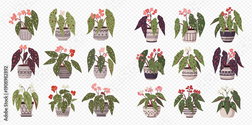 Set of various potted begonia plants with colorful leaves and blooming flowers, home decor elements.