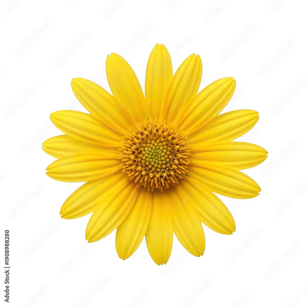 Obraz premium A bright yellow flower with long petals isolated on transparent background