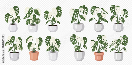 Set of variegated Monstera plants in pots, featuring white and green leaves, perfect for home decor and indoor gardening designs.