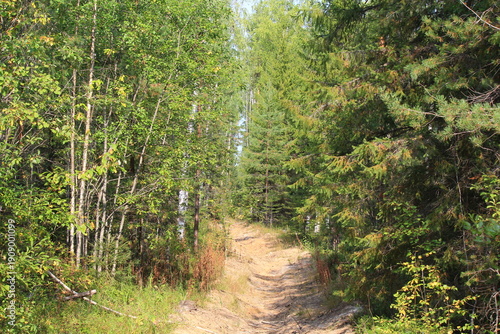 Fotografie A forest firebreak in a summer forest in northeastern Europe on a sunny day