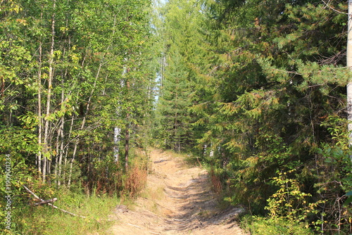 Konstfotografi a forest firebreak in a dense forest on a summer day