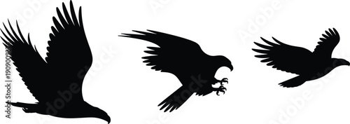 Three bird of prey silhouettes in flight, isolated black raptor outline design showing dynamic wing positions for wildlife education, logos, and creative stock photography projects