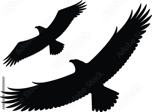 Two bird of prey silhouettes in flight, isolated black outline design showing dynamic wing positions for wildlife education, freedom themes, logos, and creative stock photography projects