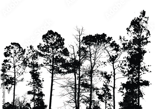 Silhouettes of bare trees with branches isolated on white. Black and white vector illustration
