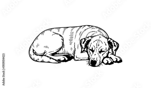 Old style lying dog vector drawing in vintage ink illustration style